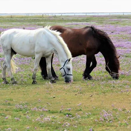 Appartamento Haus Sanderling Traeumchen *