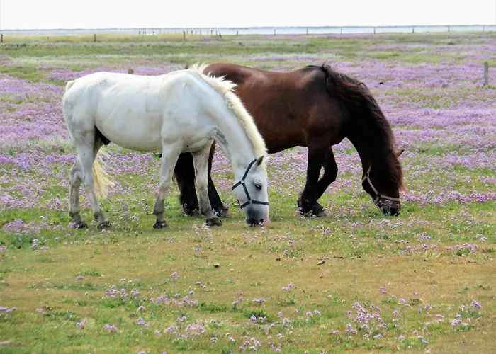 アパート Haus Sanderling Traeumchen *
